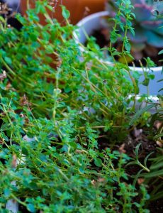 Fresh lemon thyme in a flower pot.